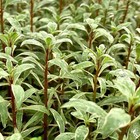 Ludwigia Sp  White   Aquarium Plants Factory  