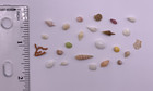 Lot Of Real Ultra-small Seashells From Japan Hawaii   More Dollhouse Mini Shells