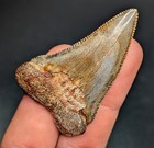 Gorgeously Colorful 2 05  Great White Shark Tooth South Carolina Genuine Fossil 