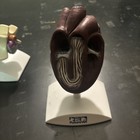 Future Pet  Veterinary Model - Dog Heart Anatomical Hips And Spine