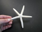 6 White Pencil  finger  Starfish 4-5  Beach Wedding Nautical Coastal Crafts Deco