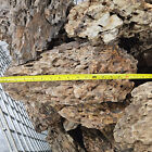 Dragon Stone  ohko Stone  14  To 18  Size For Aquarium Decoration   Hardscape