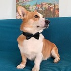 Bow Ties  Premium Double Layer Bowtie  20 Colors Dog Collar Attachment Small