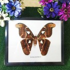Insect Frame Set Real Atlas Moth  f  Butterfly Real Taxidermy Attacus Display Mo
