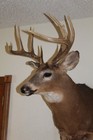 Whitetail Deer Head Shoulder Mount Taxidermy Cape Shed Antler Mule