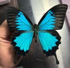  Papilio Ulysses A1 Swallowtail Butterfly Unmounted Wings Closed Lot Of 10