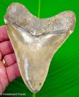 Megalodon Shark Tooth 4 72    Real Fossil Serrated With No Restorations