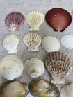 Lot Sea Shells Beach Decor Ocean Clam Natural Nautical Craft Yellow Pink Small
