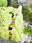 10 Mixed Ramshorn Snails Live Freshwater Aquarium  2 Extras
