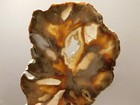 Petrified Wood Water Cypress Root Polished Round Slab Sunnyside  o14