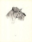Antique Schnauzer Print 1935 Wardle Schnauzer Art Illustration Cfw 6201
