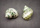 Green Silver Mouth Turbo Shell With Pearl Stripe  2 Shells Approx  2 25  Inches 