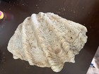 Rare 7 Lbs Giant Clam Shell Half Approximately 12 X 7 X 6 