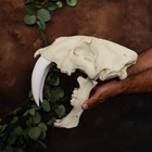 Life-size 3d Printed Sabertooth Cat Skull     Unpainted Smilodon Fossil Replica