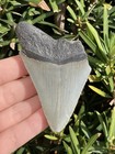 Natural Beautiful 3 08    Megalodon Tooth Fossil Shark Teeth