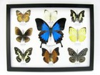 9 Beautiful Butterflies In Xl Showcase  Framed  Real Taxidermy - A-09-ulysses-05