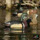 Avery Outdoors Ghg Hunter Series Life-size Wood Duck Decoys - 1 2dozen Brand New