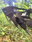 Breeding Pair Jet Black Pinoy  Veil   Babies          Free Shipping 