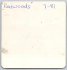 Vtg Color Snapshot Man And Two Boys Sitting On Giant Fallen Redwood Log 1981