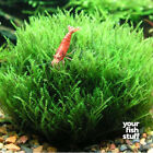 Flame Moss Portion In 3 w X 2 h Cup Easy Live Fresh Water Aquarium Plants