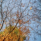 Film Tested  near Mint  Rolleiflex Automat Mx Camera Xenar 75mm F 3 5 From Japan