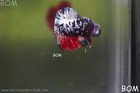 Live Betta Male Hmpk Variant Copper   Bom-a551