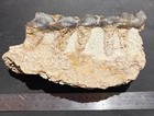 Brontotherium - Partial Lower Jaw With Three Teeth - Chadron Fm  White River Wy