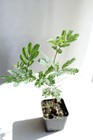 Purple Leaf Acacia Starter Plant    Drought-tolerant Weeping Starter Tree