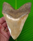 Megalodon Tooth Real  Fossil - 5   7 16     - W  Display Stand  - No Restorations 