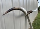 Mounted Steer Horns 8 Feet 3 Inch Wide Longhorn Polished Mount Bull Cow