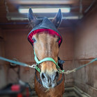 Happy Hat Red Light Poll Cap For Horses With Infrared  Northeast Equiwellness