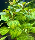 Ludwigia Ovalis - Buy3get1free - Live Red Aquarium Plant