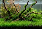 12  Dwarf Hairgrass  eleocharis Parvula  Live Aquarium Plant Planted Tank     