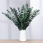 Dried Eucalyptus Stems 16 Pcs 17   Natural Fresh Leaves - Shower Home Decor