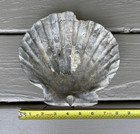 Giant 7 5    Fossil Chesapecten Scallop Seashell Va Megalodon Era