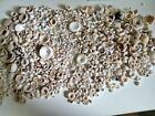 Hawaii Puka Shells  For Jewelry Making  Crafting Or Bowl Fillers 