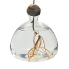 Decorative Clear Glass Plant Vase Tree Growing Vase Plant Decorative Glass Vase