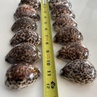 Cypraea Tigris Lot Of 12 Seashell Tiger Cowrie Shells Craft Beach Decor 2 5    3   