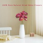 30pcs Dried Purple Daisy Flowers Stems - Real Natural Dried Flowers Bouquet F   