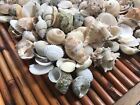 Medium Mixed Seashells  Assorted Craft Shells Mix 1-2  200  Pcs 1 Kilo Lot  1013