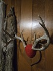 123   Whitetail Deer Antler Mount Plaque 10 Point Cabin Decor Rustic Vintage