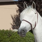 Kensington Fly Mask Web Trim - Protects Horse Face   Eyes From Bites   Sun