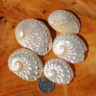 3pc Pearlized Ovina Abalone Shells - Natural Mother Of Pearl Haliotis Ovina Seas
