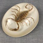 Vtg Scorpion In Lucite Paperweight Oval 3x4 Inch Plus Bonus Mini Specimen Maack 