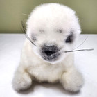 Vintage Dakin Plush 16  White Harmony Harp Seal Stuffed 1982 Korea