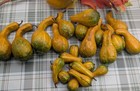Lot 22 Realistic Faux Mini Gourds 3 Sizes Fall Harvest Centerpiece Bowl Filler