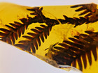 A101 Bu1364 Beautiful Rare Leafy Conifer Shoots In Burmese Amber Myanmar  99mya