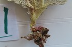 Natural Sea Fan - Coral - Sea Whip - Free Shipping 8 5 X 7 5 Inches