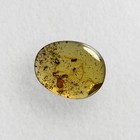 Pseudoscorpion In Burmese   Burmite Amber Fossil   100  Genuine Amber