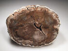 Rare Woodworthia Petrified Wood  Charama Plateau  Zimbabwe  Large Display Slab  